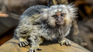Illustration for article titled A Small Cocktail Hour Will Be Held At The Conclusion Of This List Of Adorable Marmosets